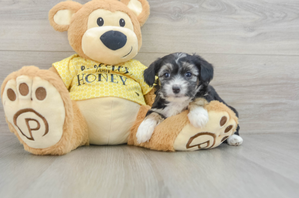 7 week old Mini Aussiedoodle Puppy For Sale - Lone Star Pups