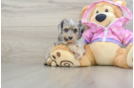 Best Mini Aussiedoodle Baby