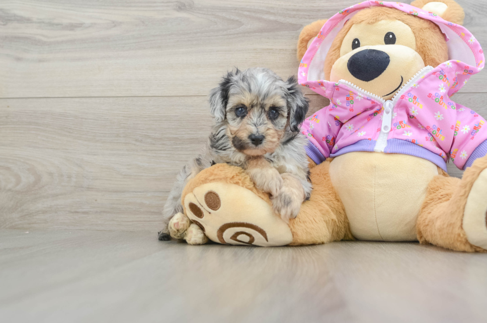 5 week old Mini Aussiedoodle Puppy For Sale - Lone Star Pups