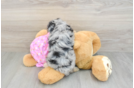 Mini Aussiedoodle Pup Being Cute