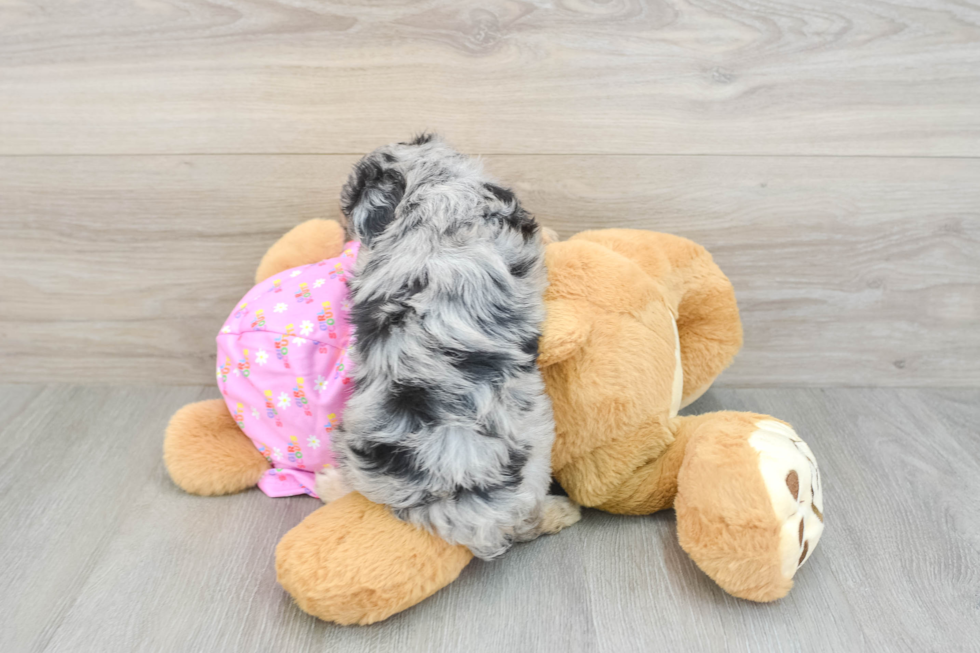 Mini Aussiedoodle Pup Being Cute