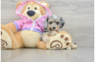 Mini Aussiedoodle Puppy for Adoption
