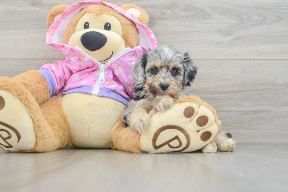 Mini Aussiedoodle Puppy for Adoption