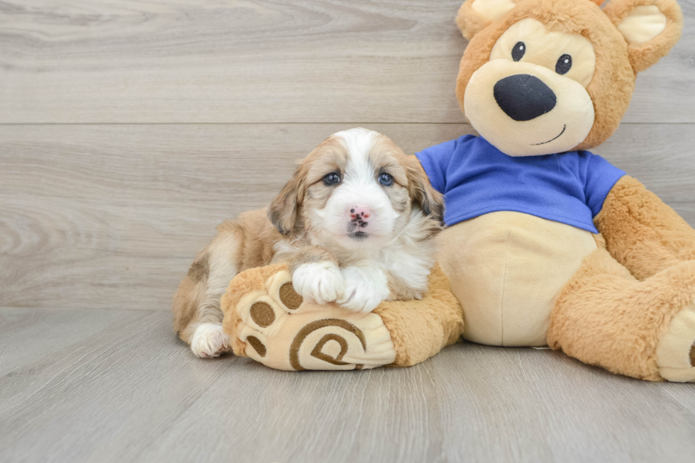 Mini Aussiedoodle Puppy for Adoption