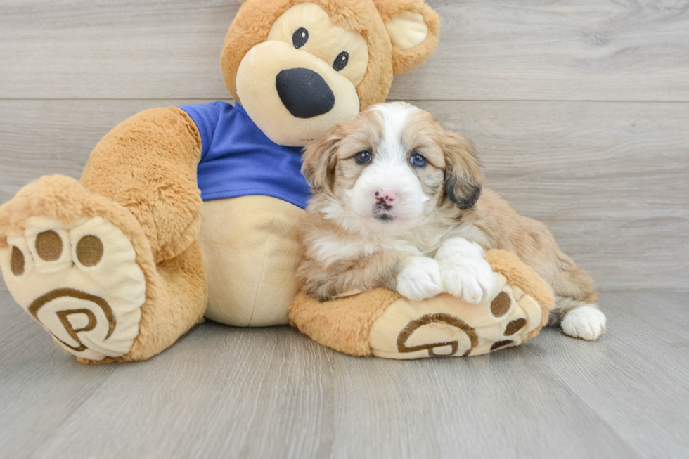 Hypoallergenic Aussiepoo Poodle Mix Puppy