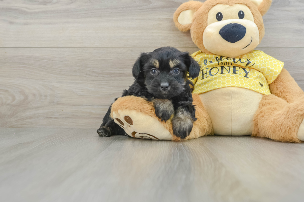 7 week old Mini Aussiedoodle Puppy For Sale - Lone Star Pups