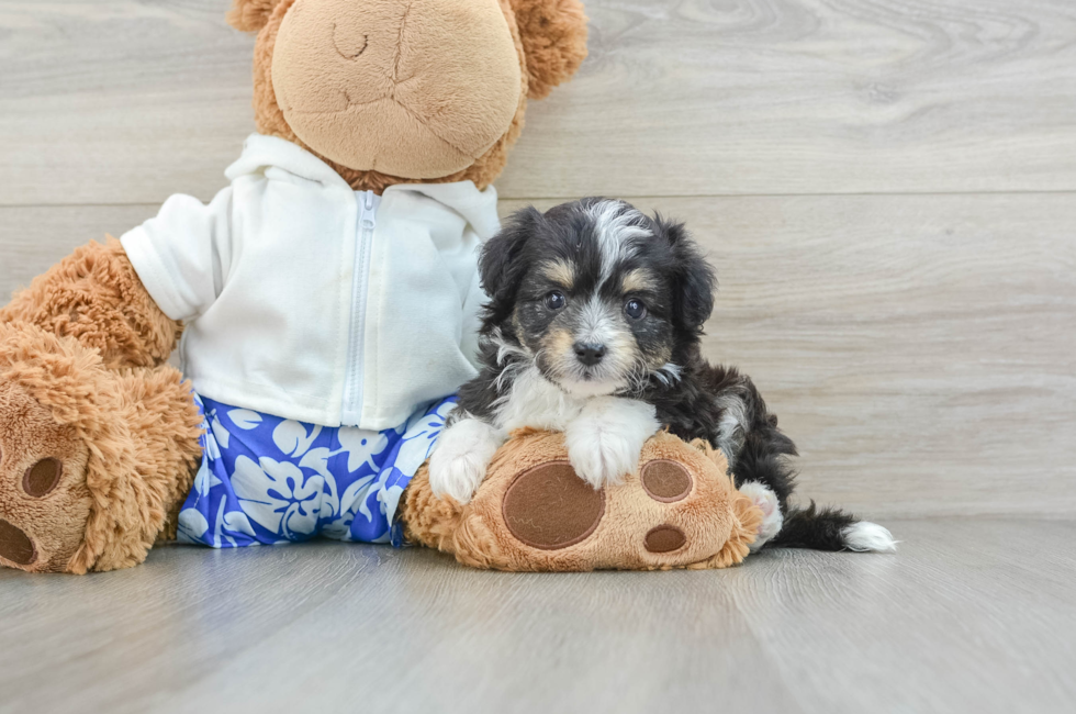 6 week old Mini Aussiedoodle Puppy For Sale - Lone Star Pups