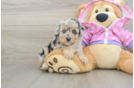 Small Mini Aussiedoodle Baby