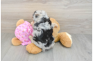 Mini Aussiedoodle Puppy for Adoption