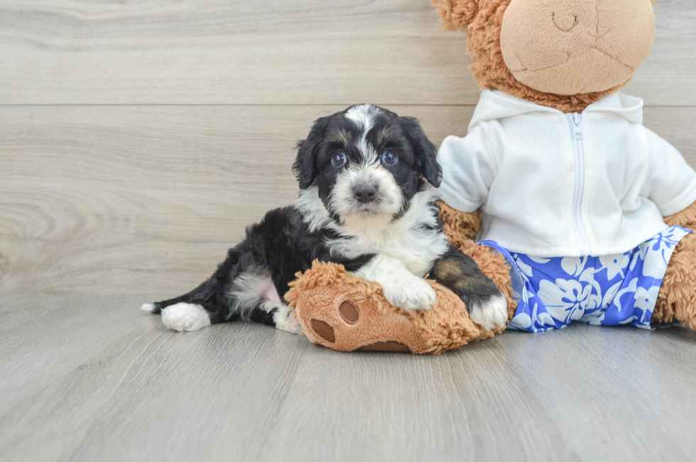 8 week old Mini Aussiedoodle Puppy For Sale - Lone Star Pups