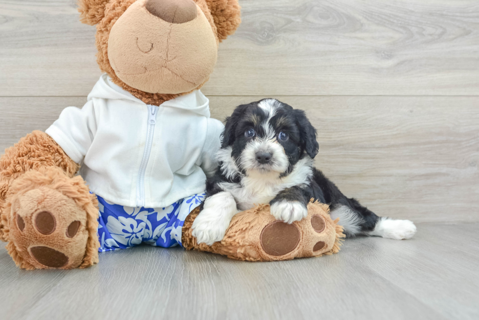 Best Mini Aussiedoodle Baby