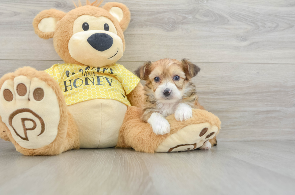 7 week old Mini Aussiedoodle Puppy For Sale - Lone Star Pups