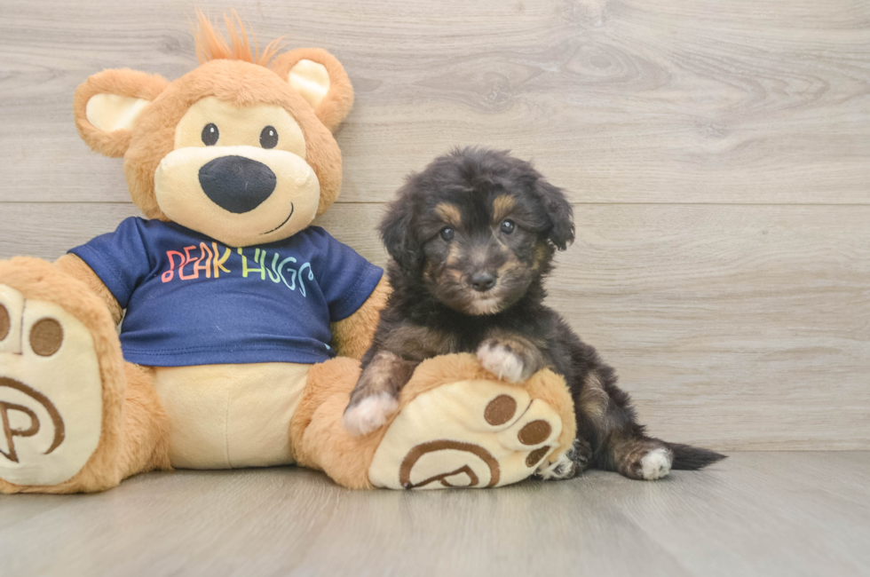 5 week old Mini Aussiedoodle Puppy For Sale - Lone Star Pups
