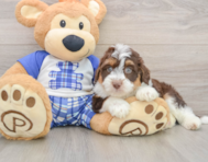 7 week old Mini Aussiedoodle Puppy For Sale - Lone Star Pups