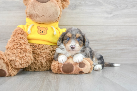 Mini Aussiedoodle Puppy for Adoption