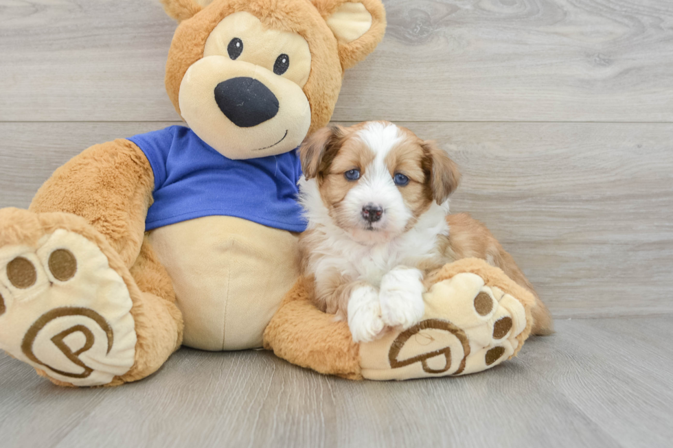 Adorable Mini Australian Shepherd X Poodle Mix Poodle Mix Puppy