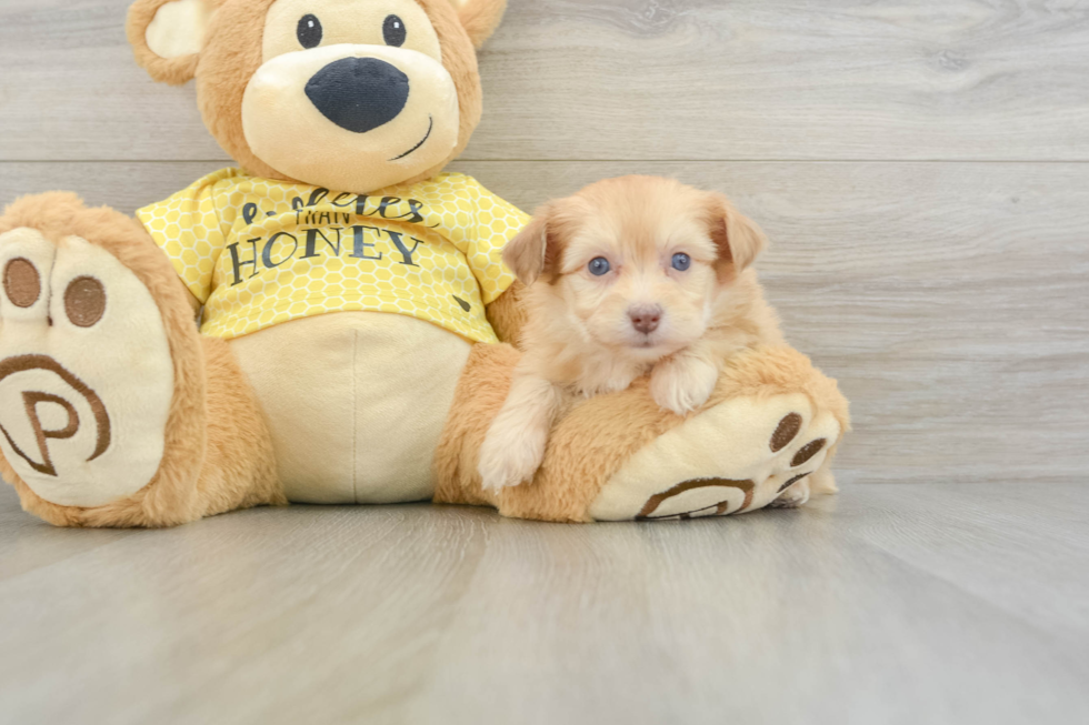 Energetic Aussie Poo Poodle Mix Puppy