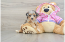 Small Mini Aussiedoodle Baby