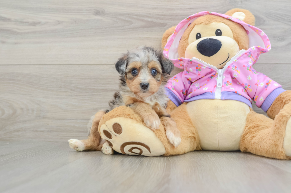 5 week old Mini Aussiedoodle Puppy For Sale - Lone Star Pups