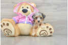 Mini Aussiedoodle Pup Being Cute