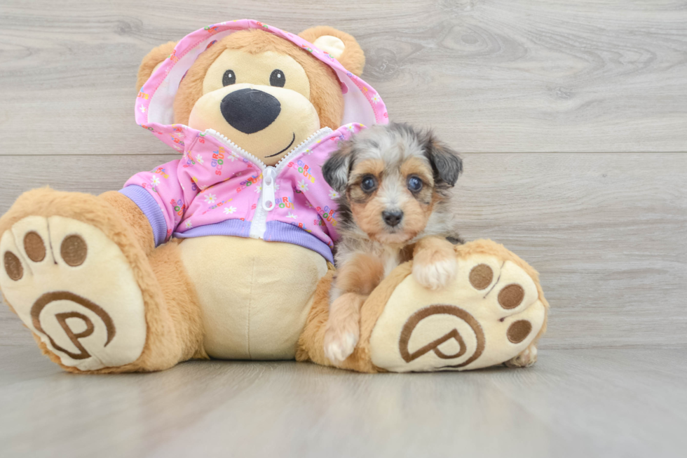 Mini Aussiedoodle Pup Being Cute