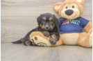 Best Mini Aussiedoodle Baby