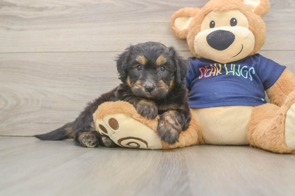 Best Mini Aussiedoodle Baby