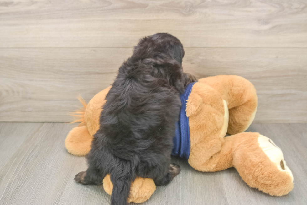 Cute Mini Aussiedoodle Baby