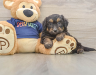 8 week old Mini Aussiedoodle Puppy For Sale - Lone Star Pups
