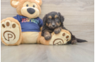 Mini Aussiedoodle Puppy for Adoption