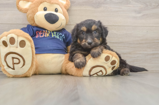 Mini Aussiedoodle Puppy for Adoption