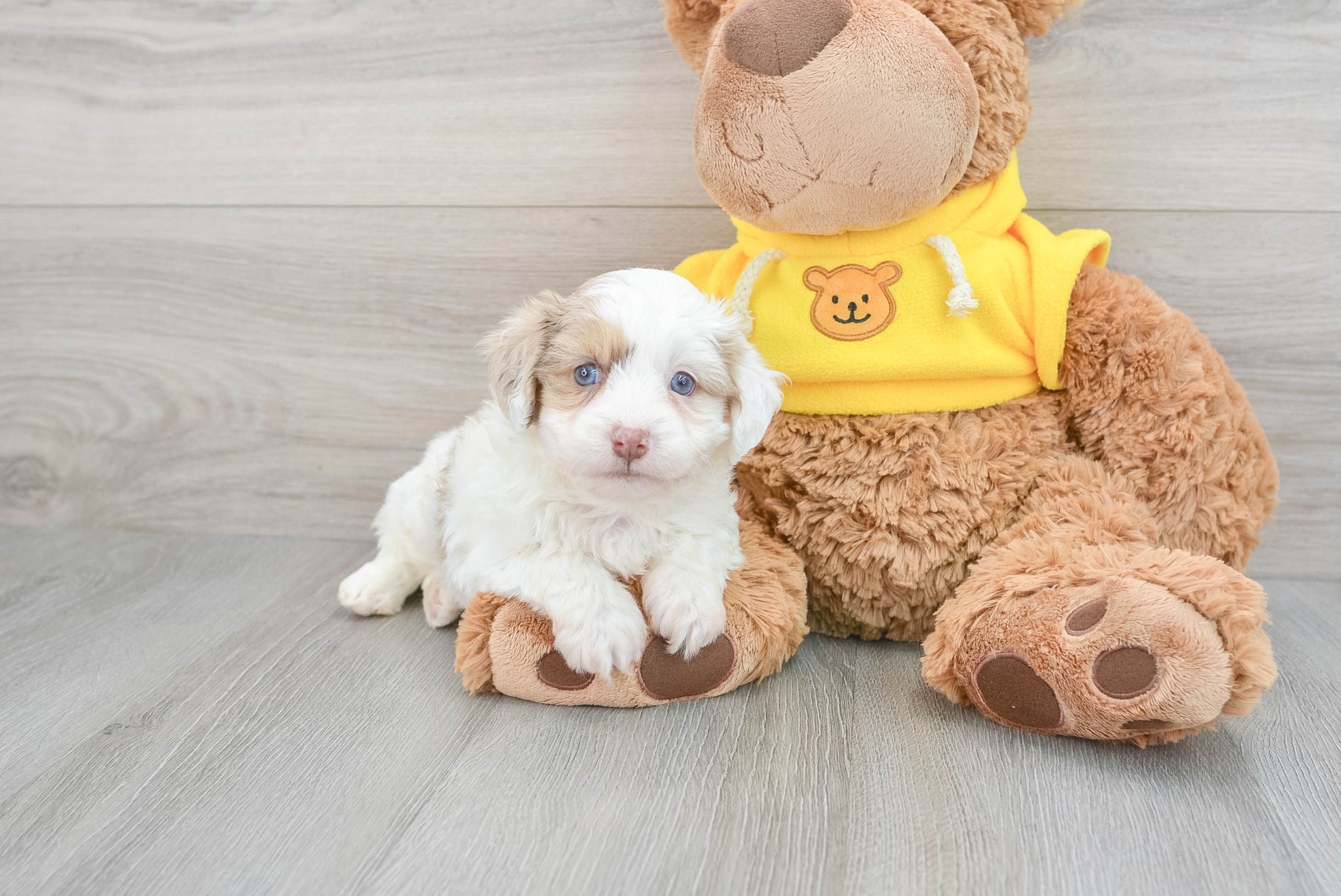 Adorable Aussiepoo Poodle Mix Puppy