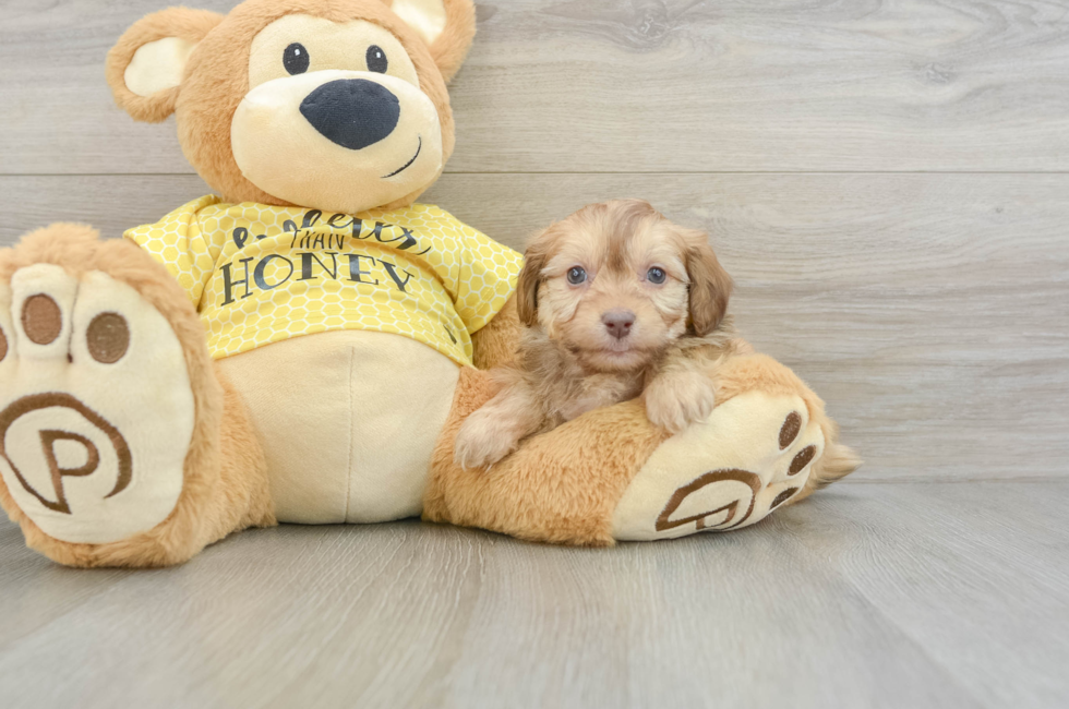 7 week old Mini Aussiedoodle Puppy For Sale - Lone Star Pups