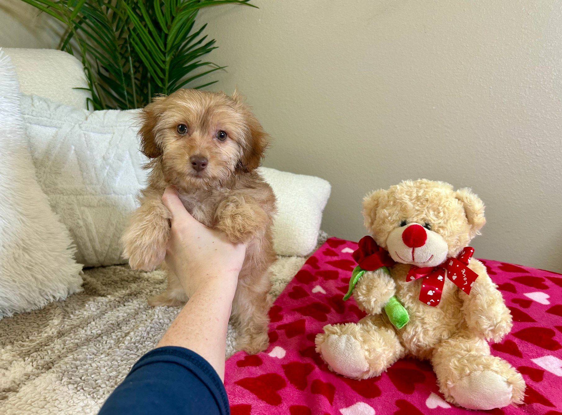 Mini Aussiedoodle Puppy for Adoption