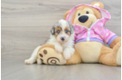 Mini Aussiedoodle Pup Being Cute