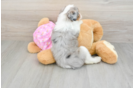 Mini Aussiedoodle Pup Being Cute