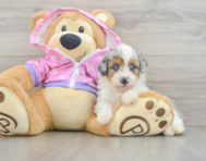 8 week old Mini Aussiedoodle Puppy For Sale - Lone Star Pups