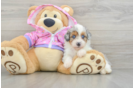Cute Mini Aussiedoodle Baby