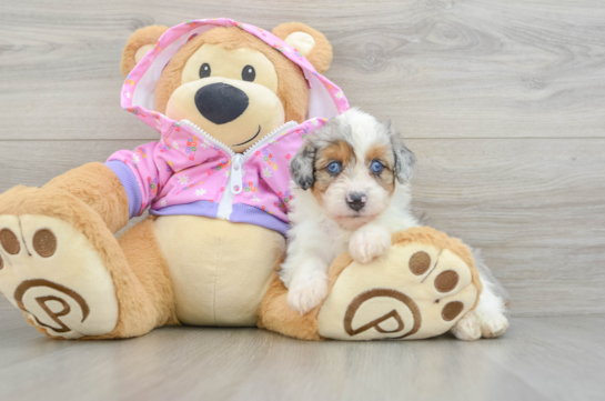 Cute Mini Aussiedoodle Baby