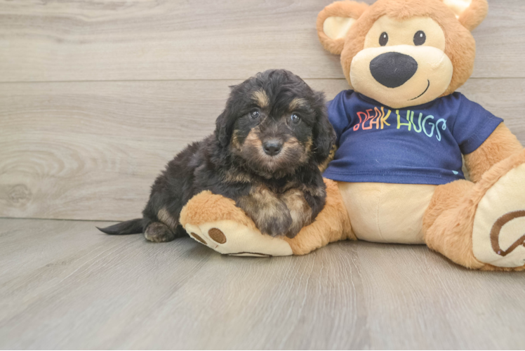 Petite Mini Aussiedoodle Poodle Mix Pup