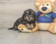 8 week old Mini Aussiedoodle Puppy For Sale - Lone Star Pups