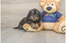 Petite Mini Aussiedoodle Poodle Mix Pup