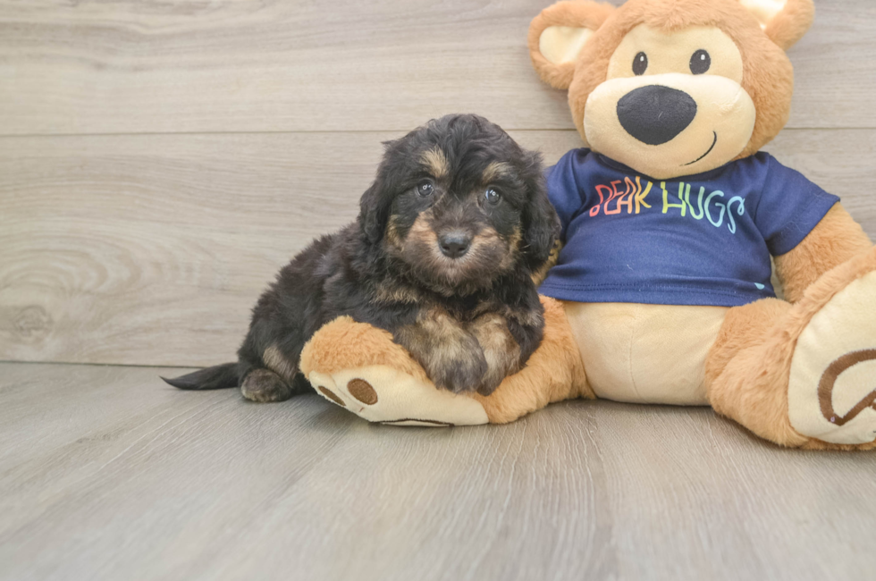 5 week old Mini Aussiedoodle Puppy For Sale - Lone Star Pups
