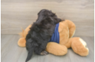 Mini Aussiedoodle Pup Being Cute