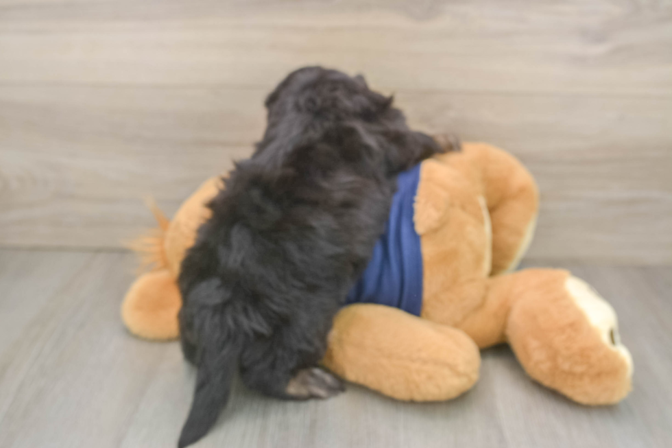 Mini Aussiedoodle Pup Being Cute