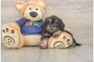 Best Mini Aussiedoodle Baby