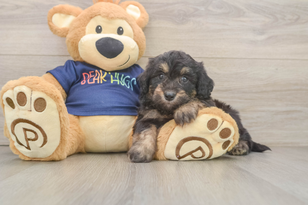Best Mini Aussiedoodle Baby