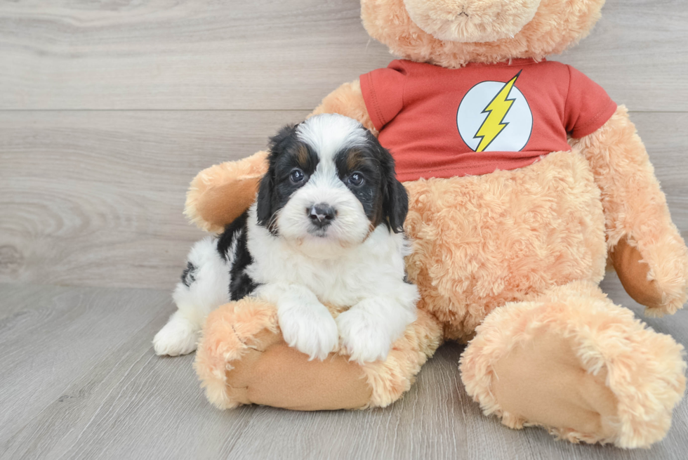 Happy Mini Aussiedoodle Baby