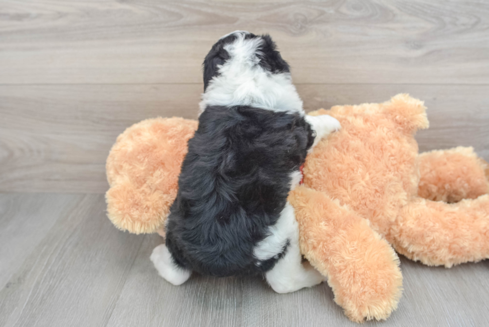 Mini Aussiedoodle Puppy for Adoption