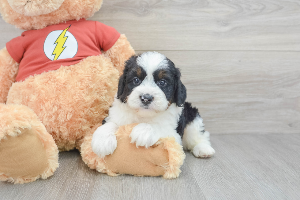 Popular Mini Aussiedoodle Poodle Mix Pup